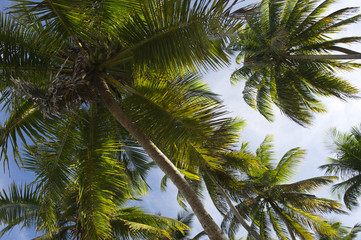 Coconut Palm Trees Grove From Below
