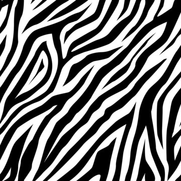 Zebra pattern as a background, vector