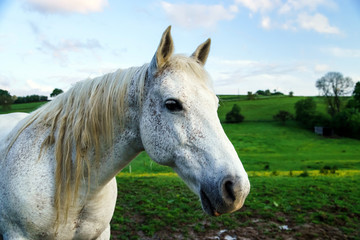 White horse in the field