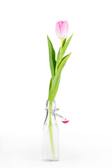 Tulip flower in a bottle isolated on white with clipping path