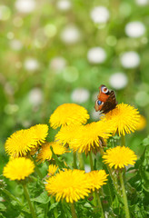 Butterfly on dandelion