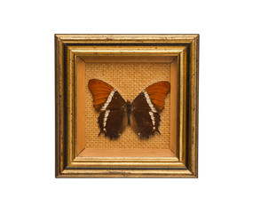 Butterfly frame