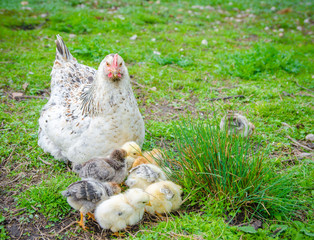 A hen staring at you with small beautifull fluffy chicks