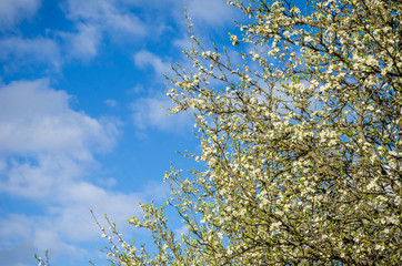 Plum flowers