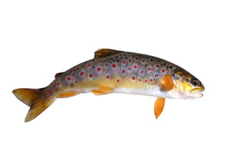fresh stream trout with bait - 65133577