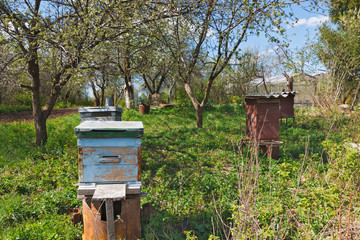 hive  bees