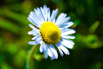 Fototapeta premium Flower