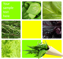 Collage of healthy herbs