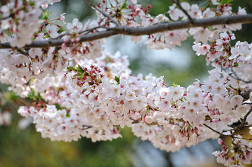 桜
