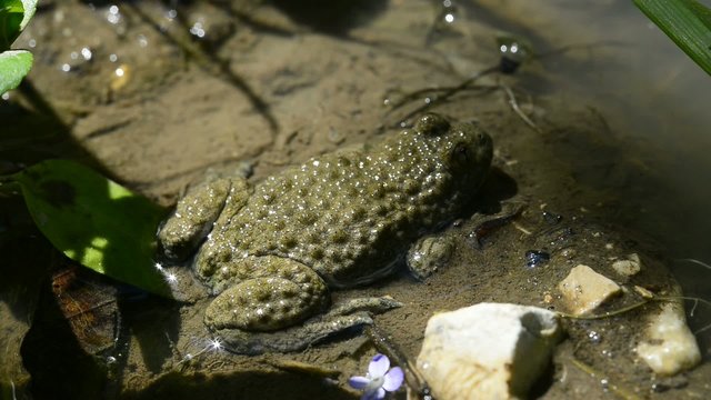 Junge Erdkr&ouml;te im T&uuml;mpel