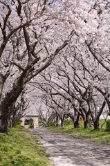 桜のアーチ