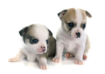 puppies chihuahua
