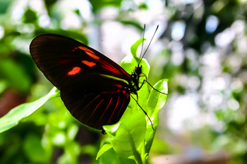 Butterflies