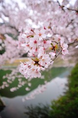 Fototapeta premium 桜