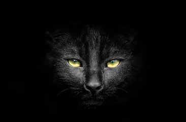 Tuinposter Portret van een zwarte kat © chphotography85