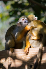 Obraz premium リスザル