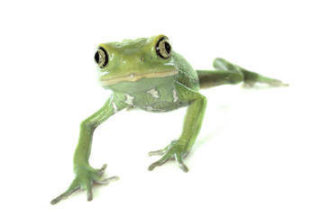 Phyllomedusa sauvagii