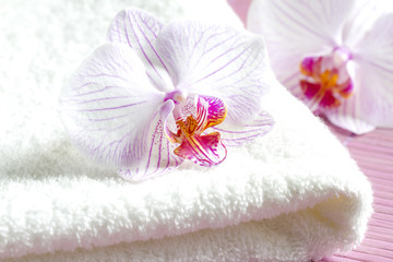Pink orchids and spa aromatherapy abstract still life