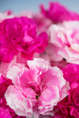 カーネーション