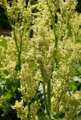 rhubarb plant in blossom