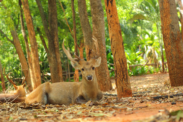 sika deer in the nature