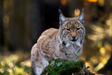 Naklejka na ściany i meble Close-up portrait of an Eurasian Lynx in forest (Lynx lynx)