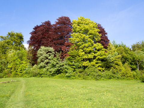 Copper Beech Trees