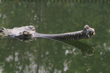 Obraz premium Krokodil Gangesgavial 
