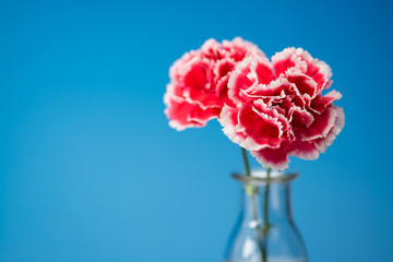 カーネーション