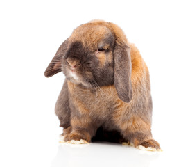 Naklejka premium rabbit isolated on a white background