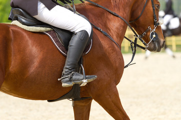 Obraz premium dressage horse