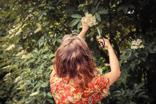 Young  Woman Cutting Elderflower With Scissors