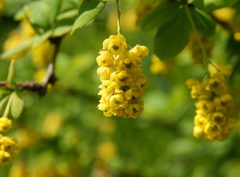 berberry shrub with yellow flowers