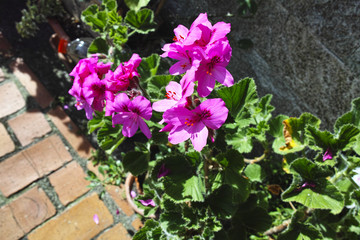 Fototapeta na wymiar pink geranium flower