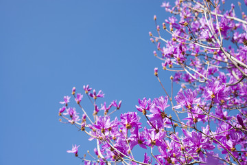 満開のハヤトミツバツツジの花と青空