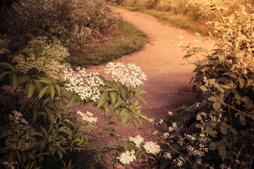 Nature trail and blooming bushes