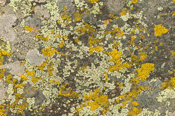lichen on the rocks