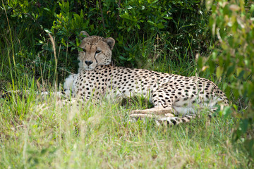 cheetah