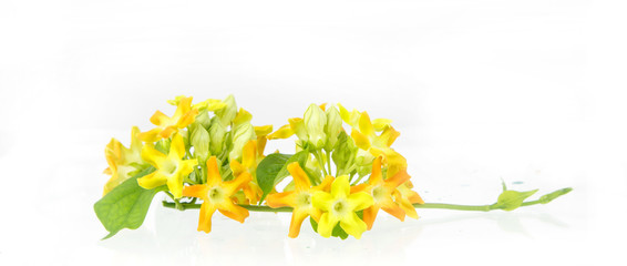 close up of cowslip Creeper - edible flower