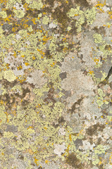 lichen on the rocks