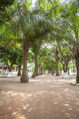 Palm tree grove