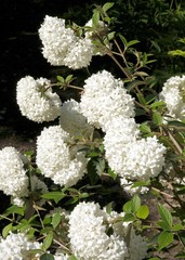 Viburnum bush with white sphaerical flowers