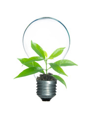 Fototapeta na wymiar Tree sprout inside lamp light bulb isolate