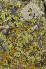 lichen on the rocks