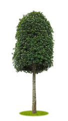 Freigestellte Stechpalme als Parkbaum