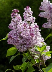 lilac bush with clusters of lila fragrant flowers