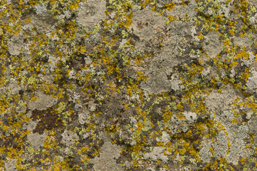 lichen on the rocks