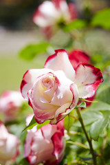 roses