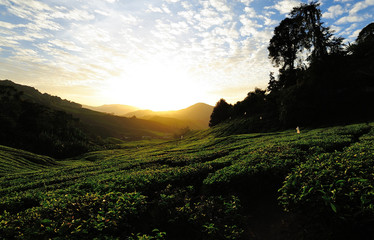 Naklejka na ściany i meble Tea Plantation Hills at Sunrise