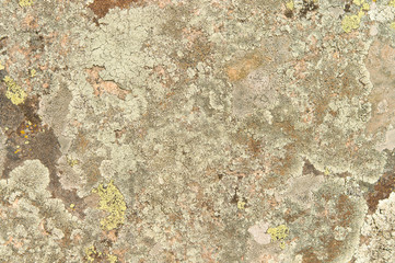 lichen on the rocks